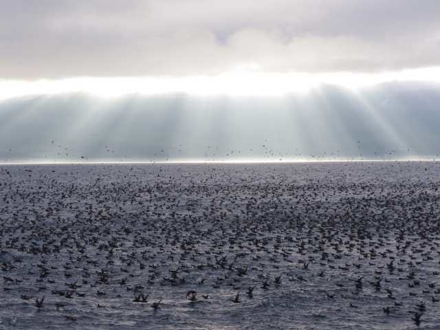 知床ネイチャークルーズ