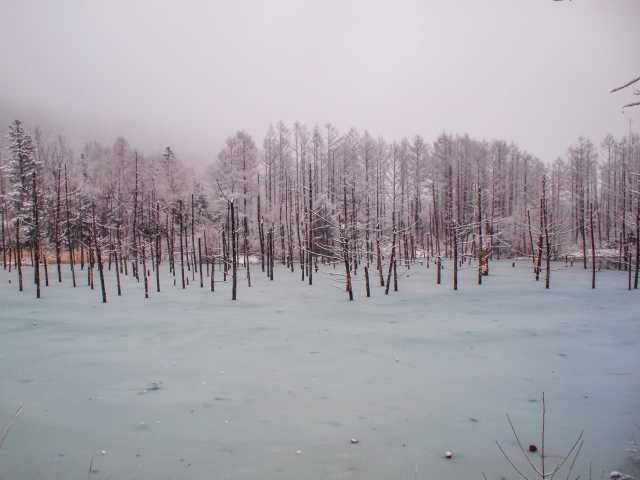 美瑛白金 青い池
