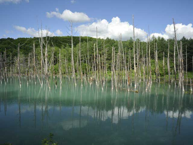 美瑛白金 青い池
