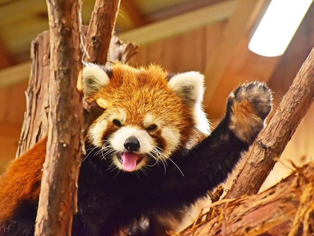 伊豆シャボテン動物公園