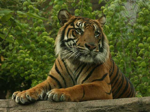 八木山動物公園 フジサキの杜