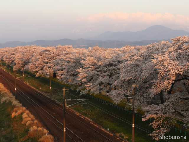 白石川堤一目千本桜