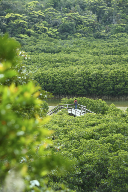 【沖縄でやりたいこと×豊かな自然と触れ合う】みずみずしい緑が広がる 沖縄本島最大級のマングローブ「慶佐次湾のヒルギ林(やんばる)」