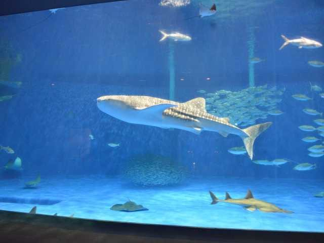いおワールドかごしま水族館