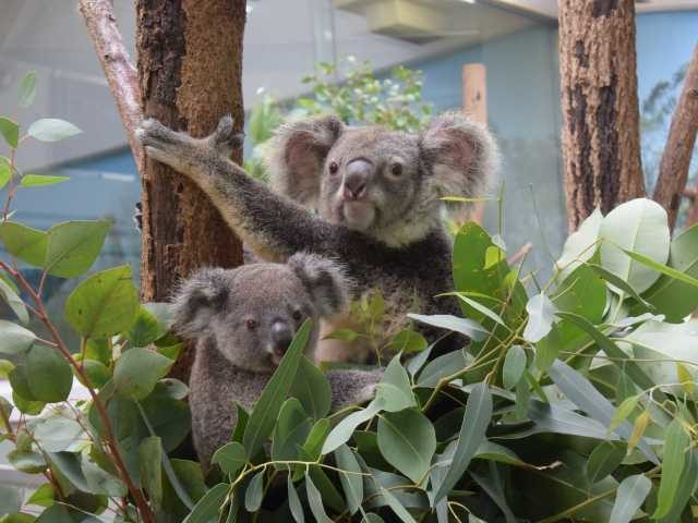 鹿児島市平川動物公園
