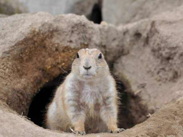 鹿児島市平川動物公園