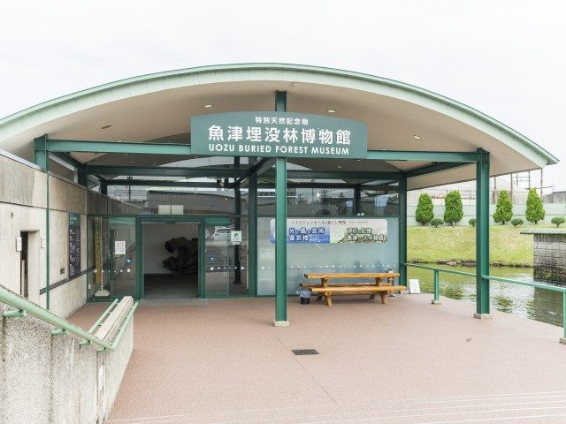 魚津埋没林博物館