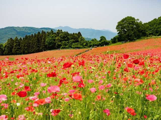 【埼玉×春のおでかけスポット】赤をメインにピンクや白の可憐な花が一面に咲く「天空のポピー」(皆野町・東秩父村)