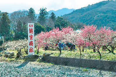 【埼玉×春のおでかけスポット】歴史を感じる梅の古木に思いを馳せる「越生梅林」(越生町)