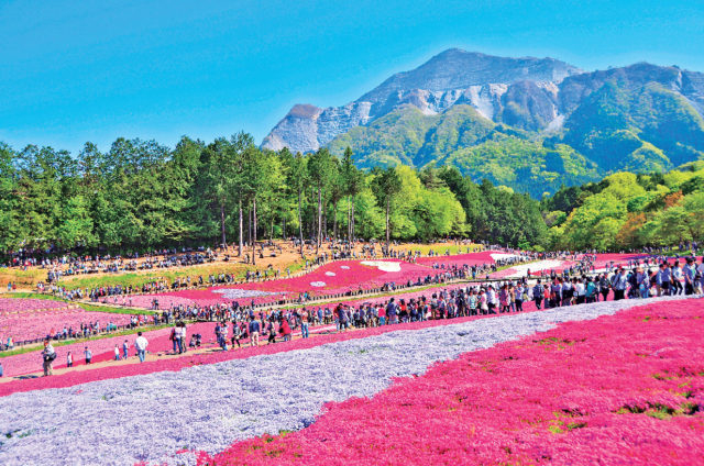 【埼玉×春のおでかけスポット】まるでピンクのじゅうたん! 約40万株の芝桜によるアート「羊山公園の芝桜」(秩父市)