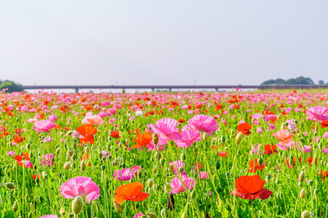 【埼玉×春のおでかけスポット】元気に咲くカラフルなポピーを満喫「ポピー・ハッピースクエア」(鴻巣市)