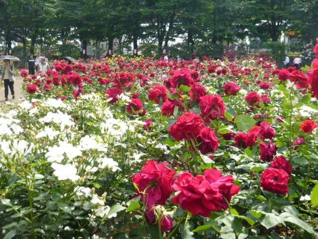 与野公園(さいたま市)