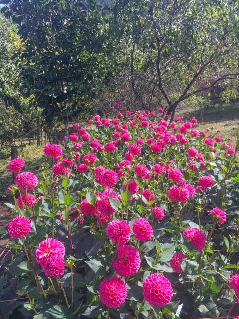 両神山麓花の郷ダリア園(小鹿野町)