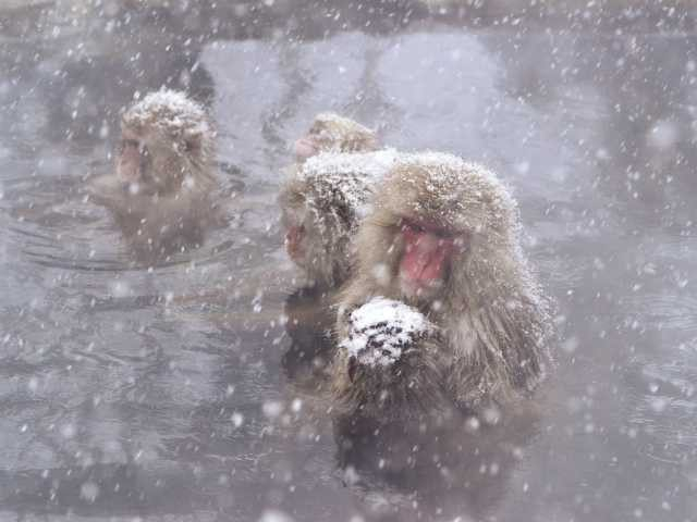 地獄谷野猿公苑