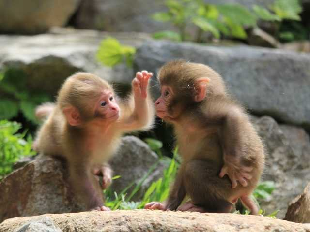 地獄谷野猿公苑