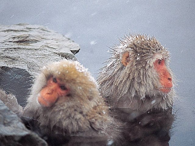 地獄谷野猿公苑