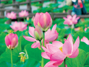 古代蓮の里(行田市)