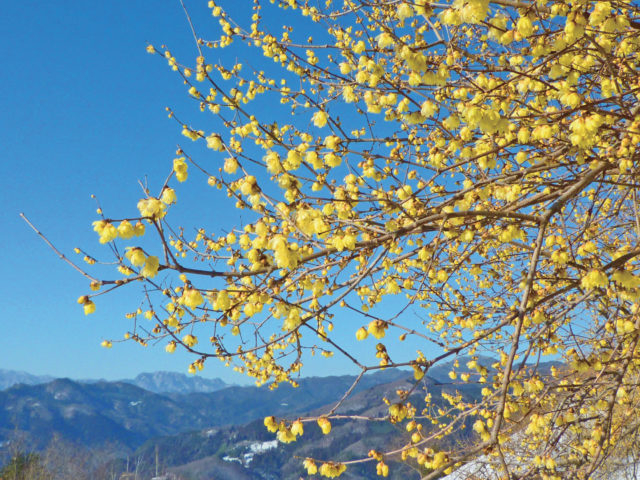 宝登山ロウバイ園(長瀞町)