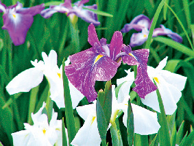 ときがわ花菖蒲園(ときがわ町)
