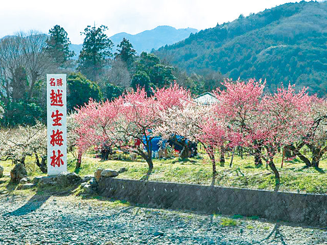 越生梅林(越生町)