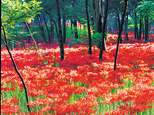 巾着田のマンジュシャゲ(日高市)
