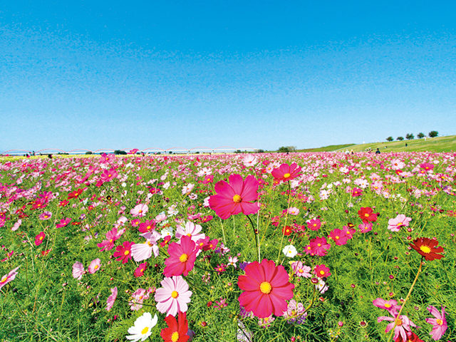 荒川コスモス畑(鴻巣市)