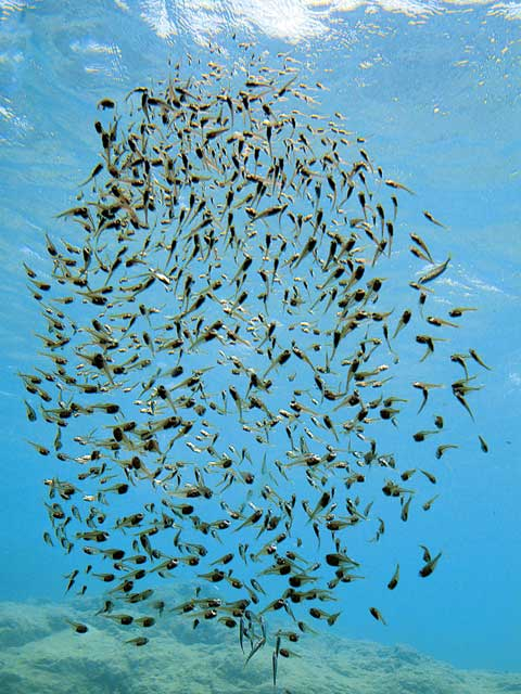 宮古島海中公園