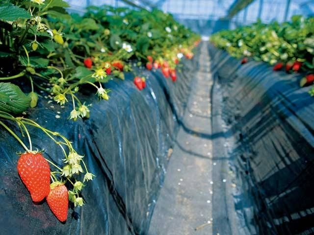 館山いちご狩りセンター