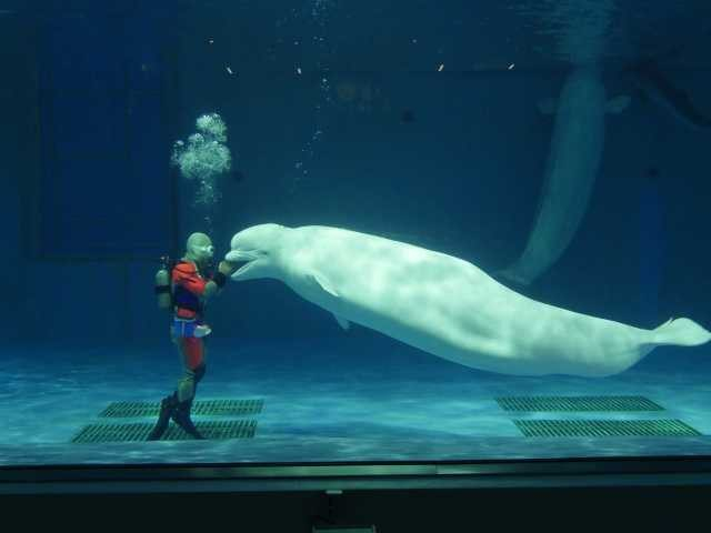 鴨川シーワールド