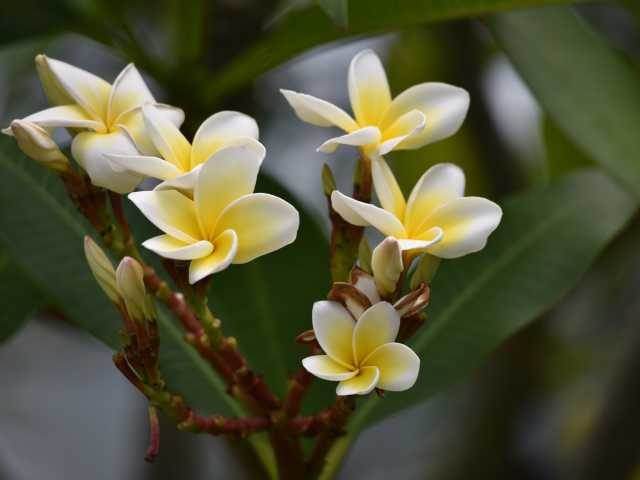 アロハガーデンたてやま