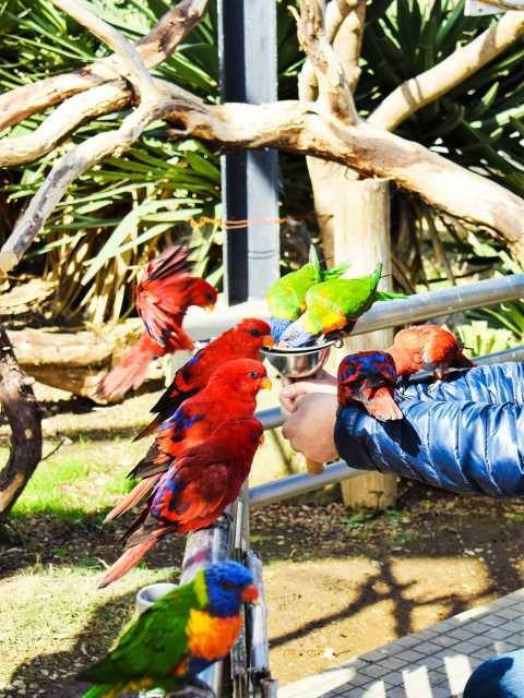 アロハガーデンたてやま