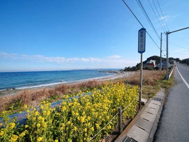 ④館山・白浜・千倉エリア