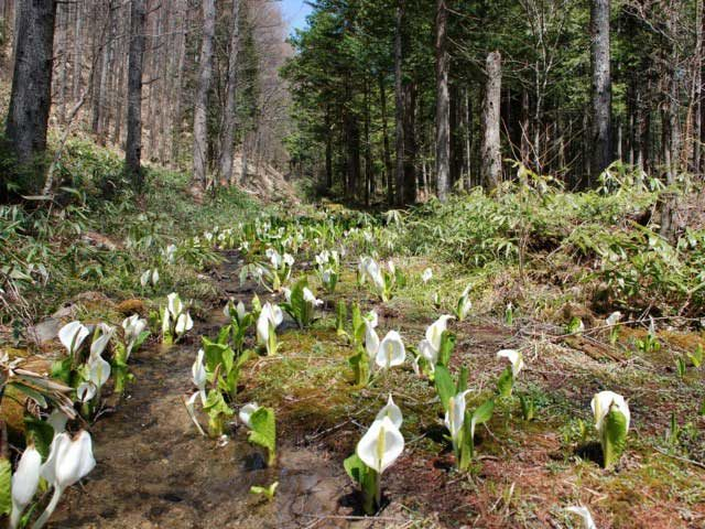 富士見台高原ロープウェイ ヘブンスそのはら