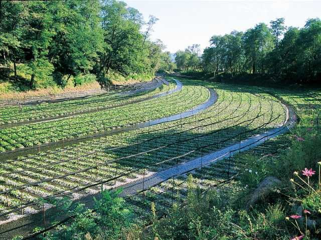 大王わさび農場