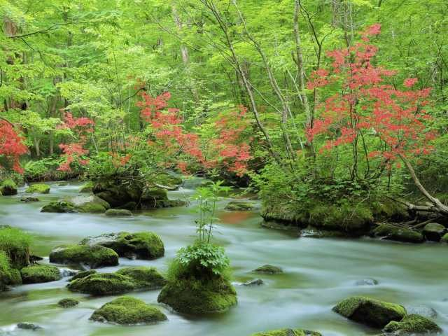 【青森観光おすすめの観光スポット】奥入瀬渓流