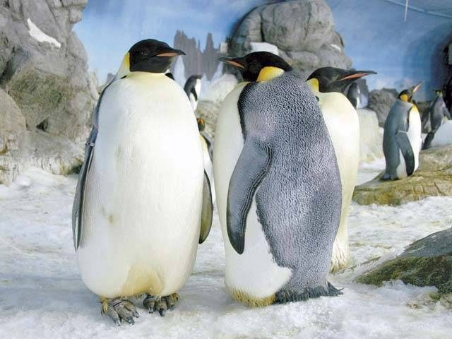 アドベンチャーワールド