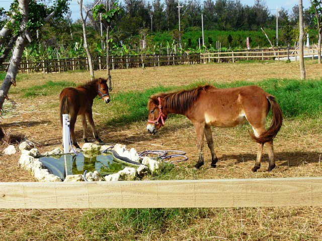 まいぱり 宮古島熱帯果樹園