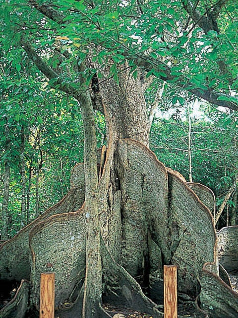 仲間川マングローブクルーズ