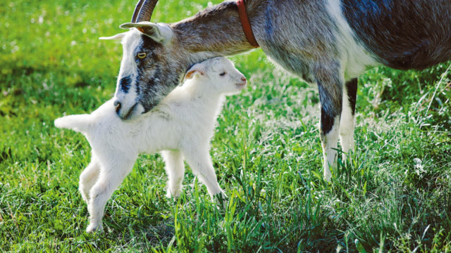 クルックフィールズ