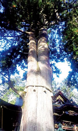 三峯神社の見どころ①「御神木」