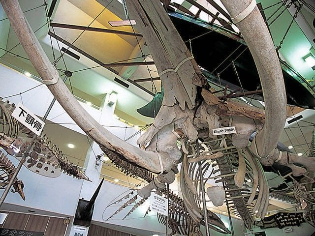 太地町立くじらの博物館