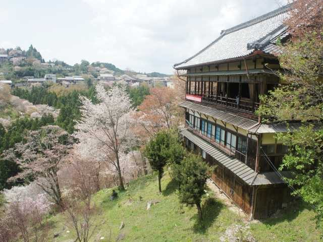 吉野山の桜