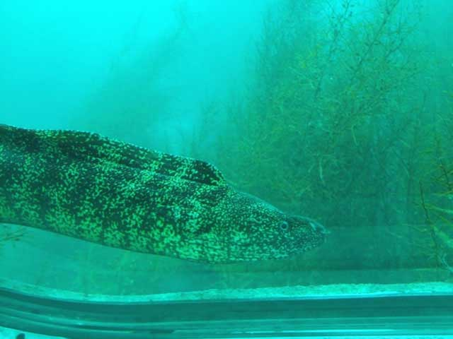 かつうら海中公園・海中展望塔