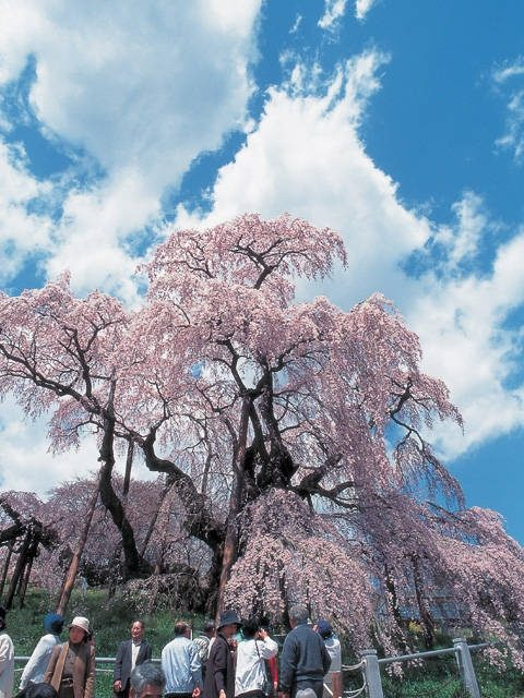 三春滝桜