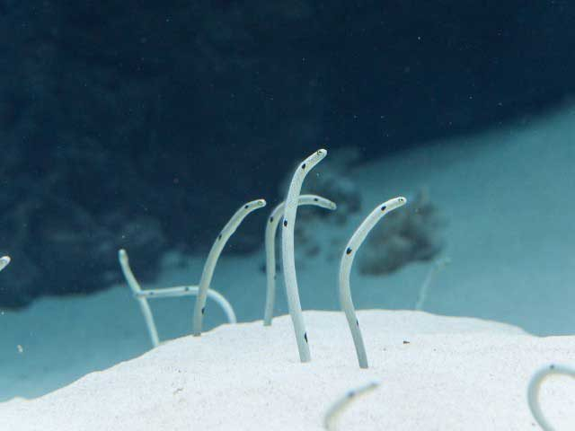 環境水族館アクアマリンふくしま