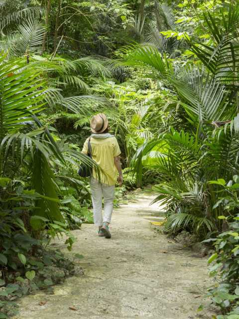 米原のヤエヤマヤシ群落