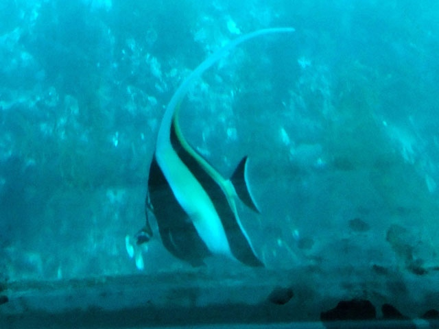 かつうら海中公園・海中展望塔