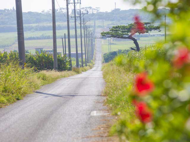 シュガーロード