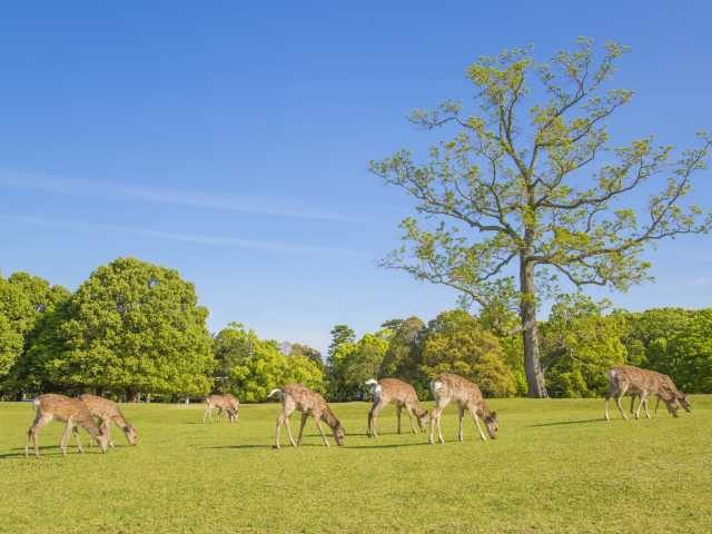 奈良公園
