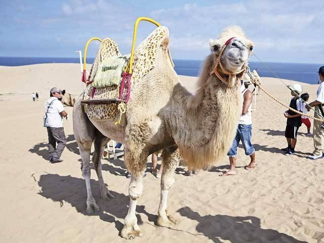 らくだライド体験